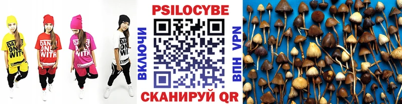 Галлюциногенные грибы Psilocybine cubensis  мега сайт  Отрадная  что такое  